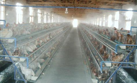 Chicken farm Sterilization(001)